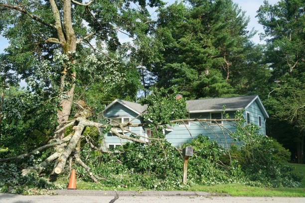Emergency Tree Services