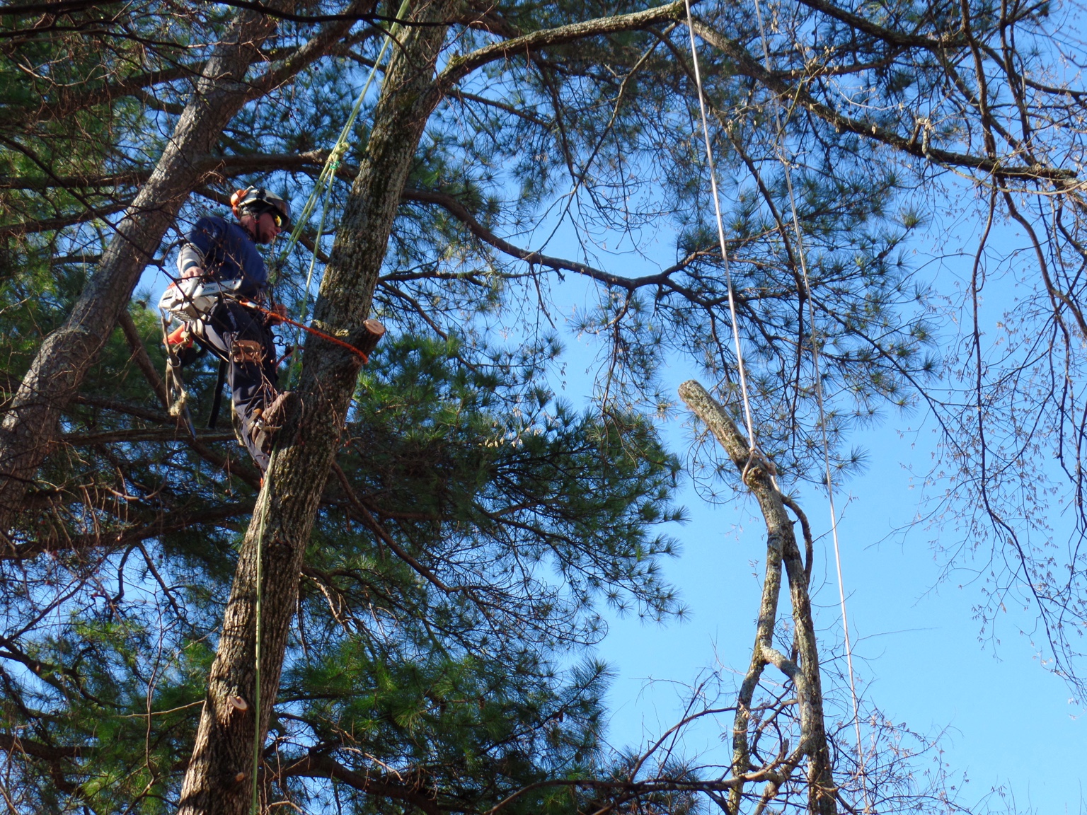 Tree Removal